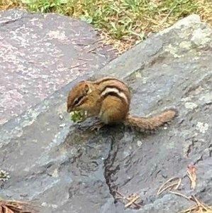 Meet your Posher, Lisa